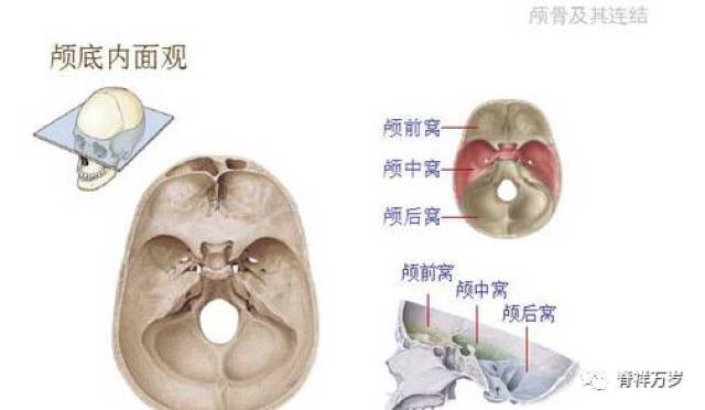 颅骨解剖彩色图文