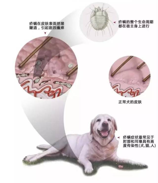 犬猫常见体外寄生虫