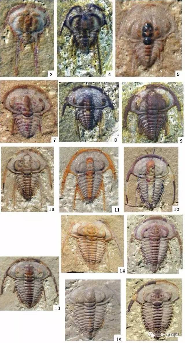 中间型古莱得利基虫 eoredlichia intermedia