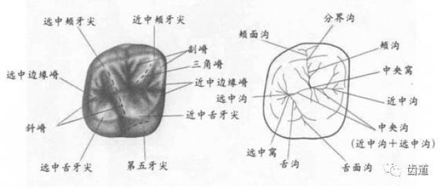 牙合面:呈斜方形, 结构复杂,如峰谷起伏,沟嵴错综.