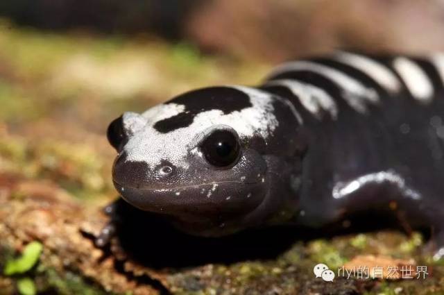 精致的小萌物--云石蝾螈(marbled salamander)