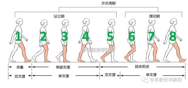 步态分析(6)-摇摆之间,到底都发生了什么?