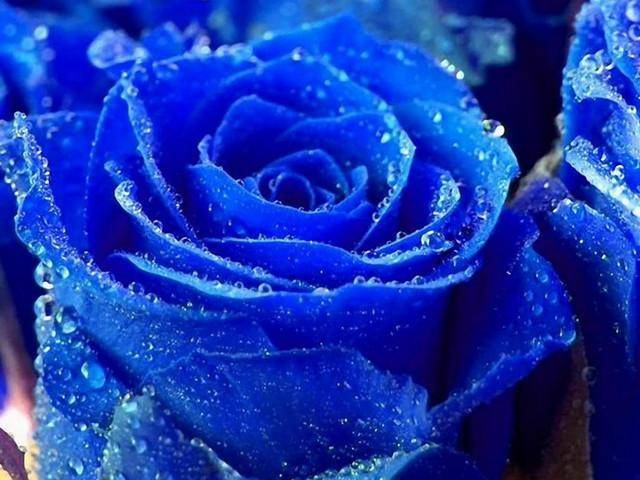 花仙儿:世界最美花卉排行榜!