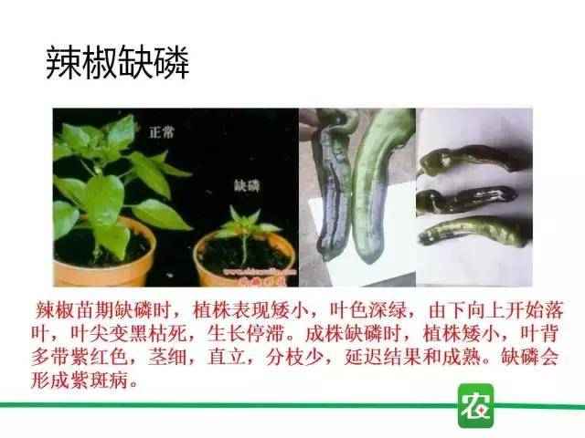 一分钟看懂作物缺磷图谱