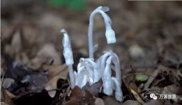 幽冥之花万源花萼山水晶兰