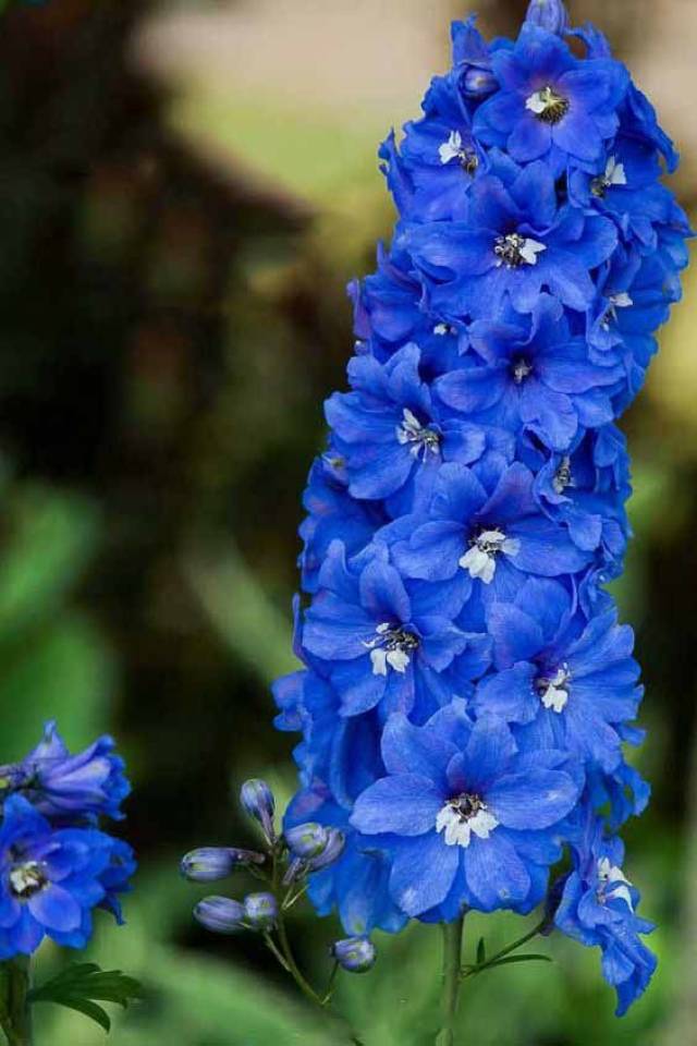 翠雀花