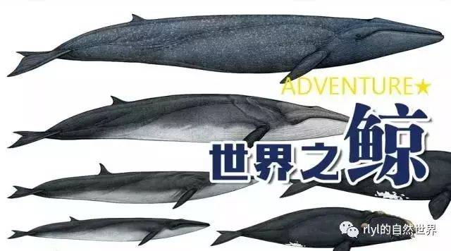 鲸鱼种类图对比 2c02420f4b0845919fefcf9d97b829ac.jpeg