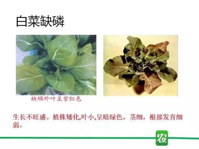 不同作物缺磷症状汇总表 黄瓜 叶片呈暗绿色,植株矮化,并呈深绿色