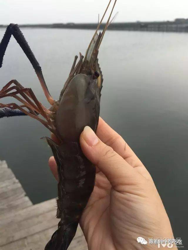 母本为太湖野生青虾 父本为青虾和海南沼虾 海南沼虾(大不大?