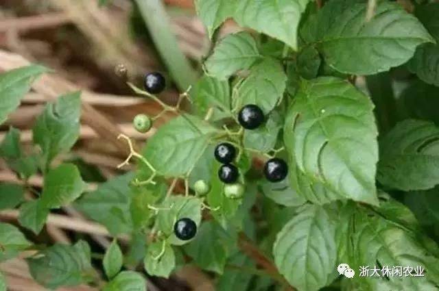 狗尾草