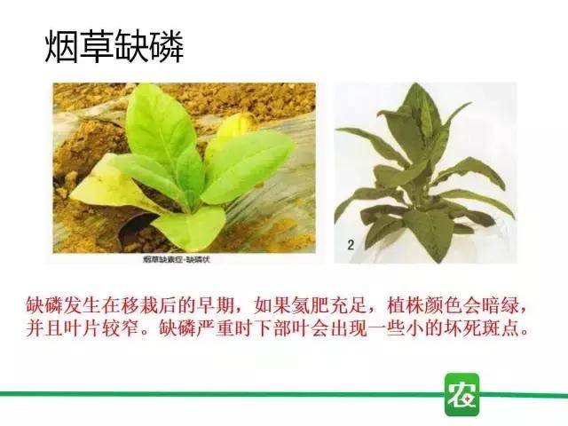 不同作物缺磷症状汇总表 黄瓜 叶片呈暗绿色,植株矮化,并呈深绿色