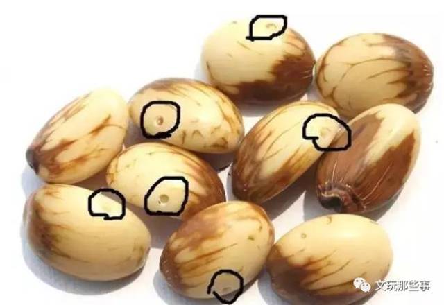 菩提根?还是白玉菩提?一张图教您分清楚!