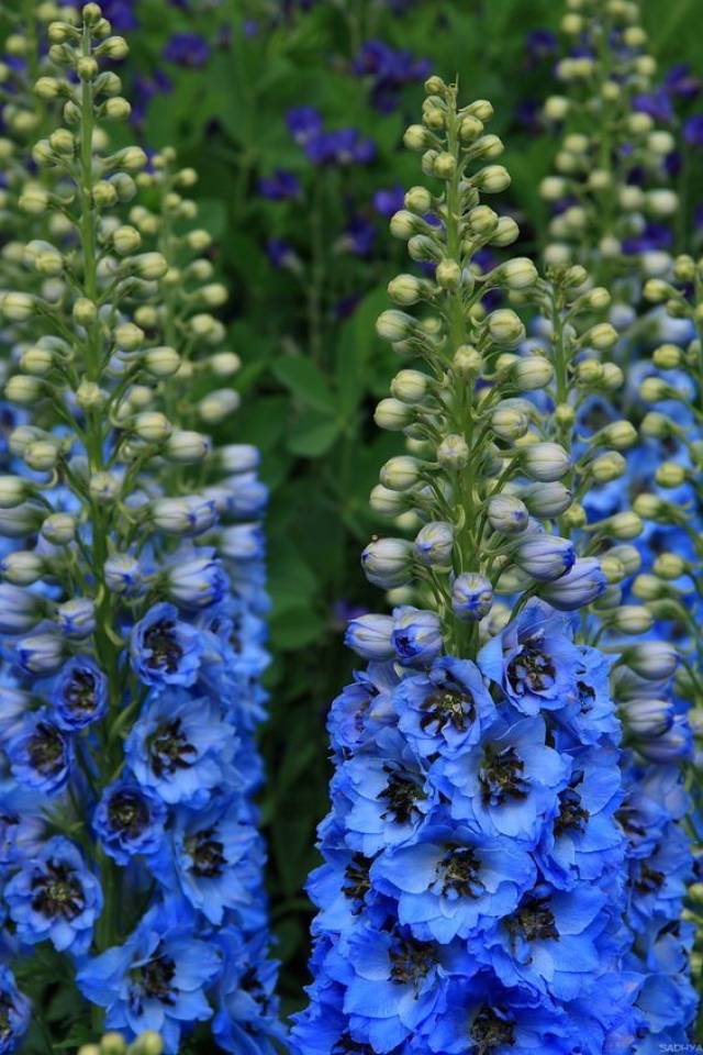 翠雀花
