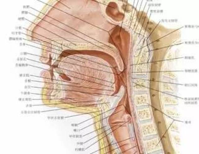 咬舌头真的会死人吗?