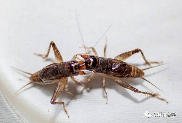 斗秋虫,赏虫声—玩味秋虫(10月1日)