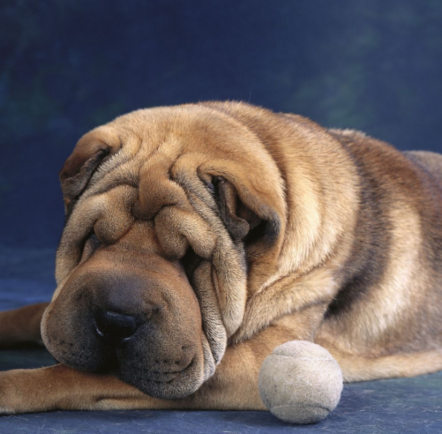 沙皮犬是一种警惕的狗,中等体型,正方形轮廓,接合紧密.