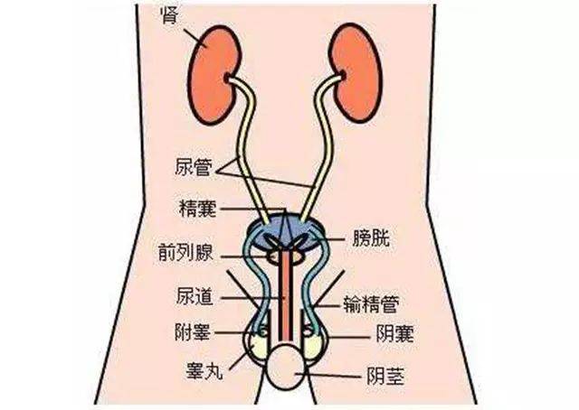 诱发男性不育;引发男性生理功能障碍,出现会阴部及腰骶部疼痛,生理