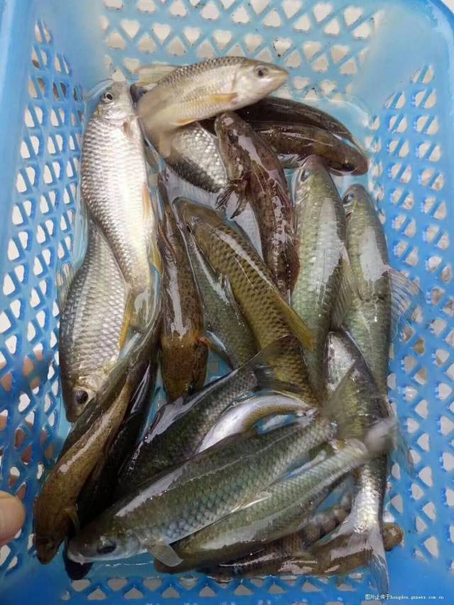 红水河的野生鱼类越来越多,你认得出这些野生鱼吗