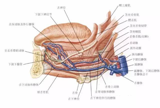 舌部解剖结构