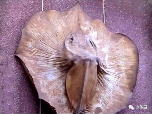 淡水魟鱼的简述(下)