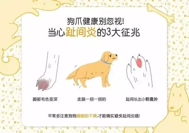 狗狗爪子颜色变深,走路还跛脚?小心趾间炎找上门!