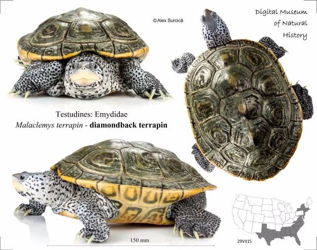 的龟,所以我就上网搜索互动性最好的水龟,这一搜带给了我全新的认识