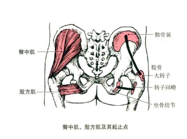 大部分人都有的臀部凹陷,光练就能改善吗?