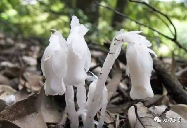 幽冥之花|万源花萼山——水晶兰