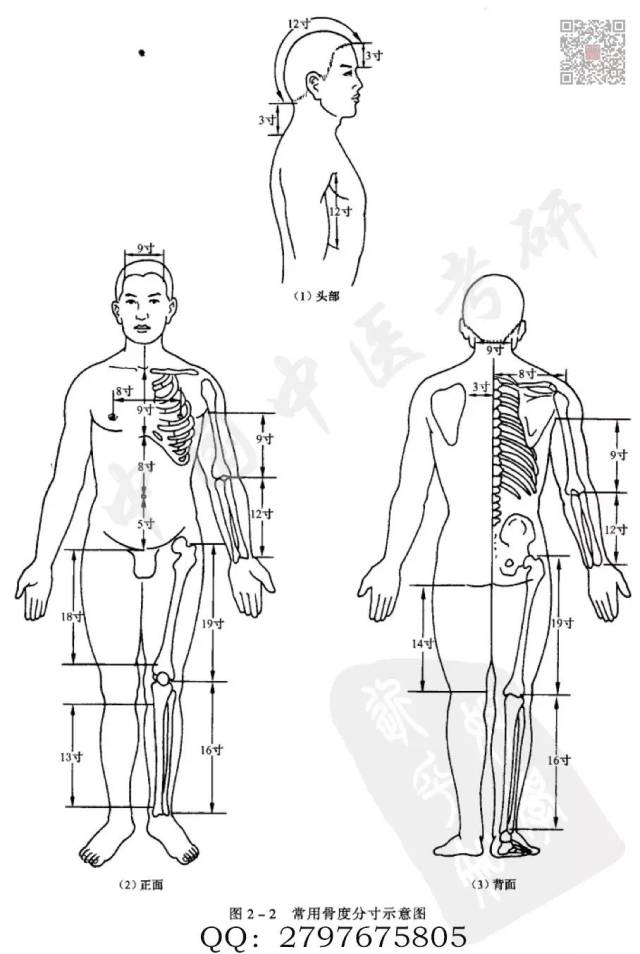 【针灸】骨度分寸定位记忆
