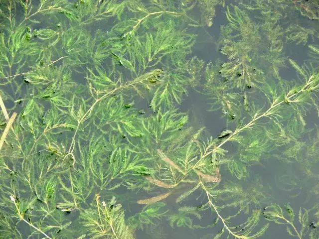 【沉水植物家族-大茨藻