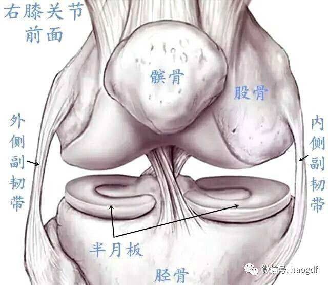 都是"月亮"惹的祸:说说半月板的那些事