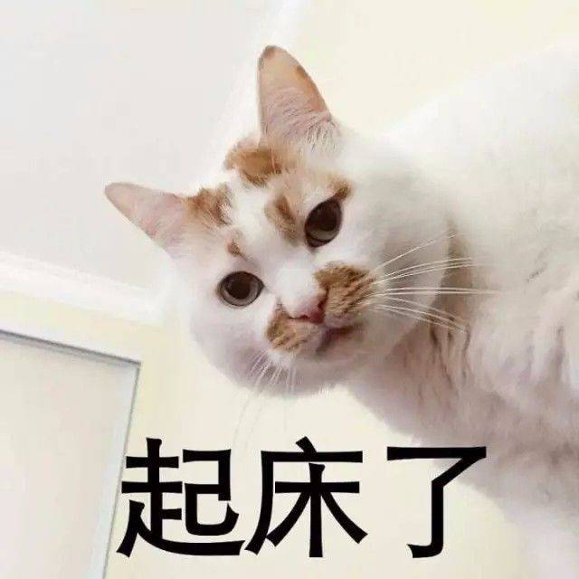 日常吸猫系列表情包,废猫扶不上墙!