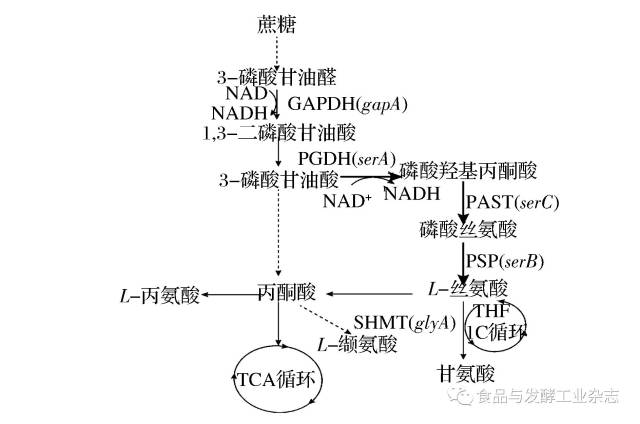 新稿速递┃调控nadh/nad 对重组谷氨酸棒杆菌产l-丝氨酸的影响