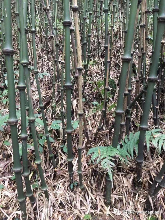 【环保世纪行】董文渊:晓风飞雨筇竹泪,孤舟逆流浪涛天