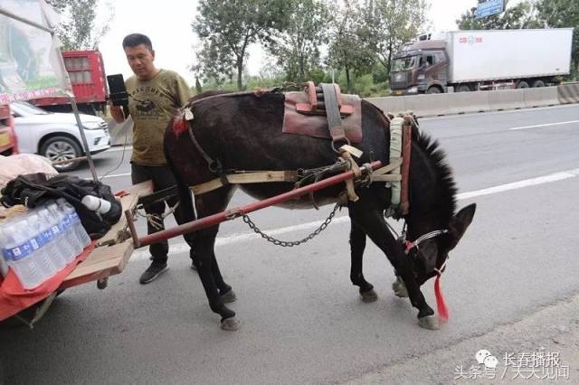 吉林男子赶驴车去青岛,二哈藏驴车下跟随!