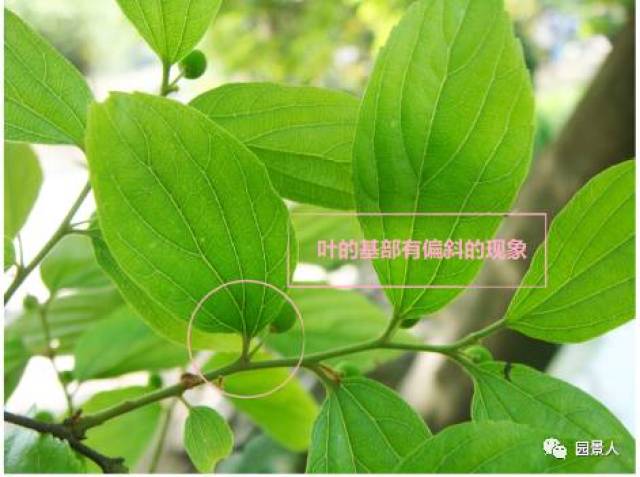 朴树叶面光滑,而榉树叶面粗糙.图片