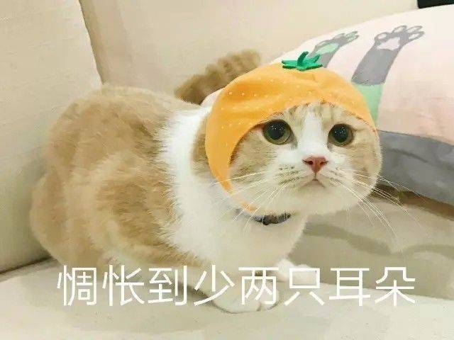 日常吸猫系列表情包,废猫扶不上墙!