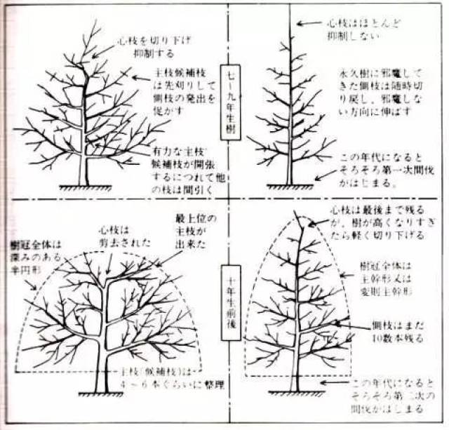 日本高品质的苹果树形——开心形的特点与整形方法