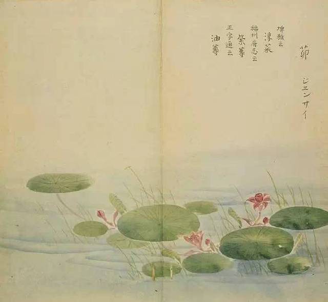 《诗经》里的植物长啥样?53幅手绘画搭配诗句,这么背诗简直美翻了!