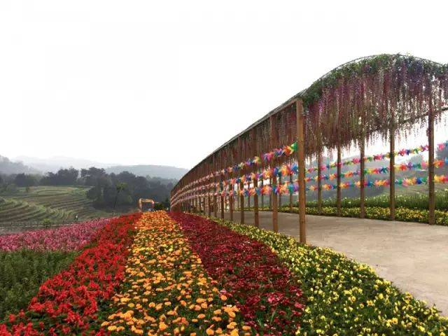 福利来了!美爆了的大雁岭景区茶香花海免费耍,国庆赶快约起去!