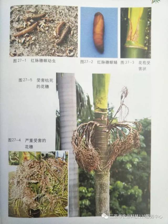 【农技科普】如何有效治理槟榔害虫|红脉穗螟篇