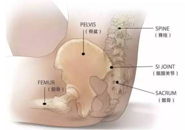 髂骨与脊柱下端骶骨的链接示意