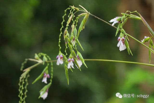 芦莉草