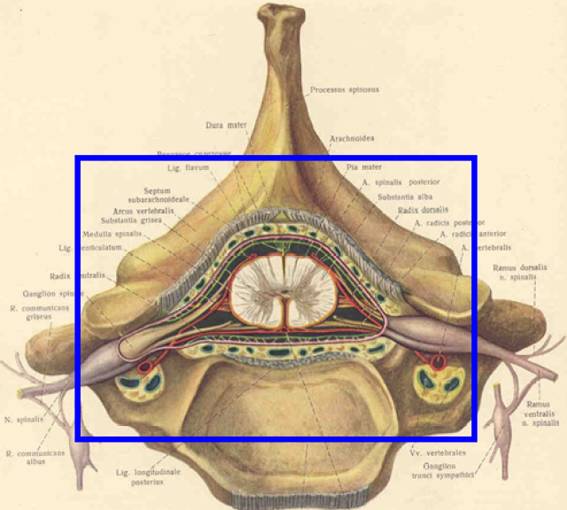 椎管的解剖及其影像学循征