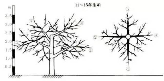 日本高品质的苹果树形——开心形的特点与整形方法