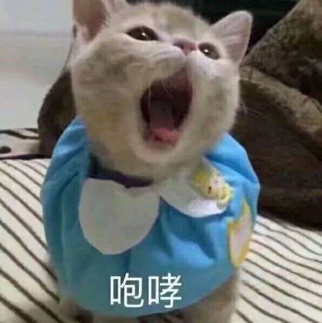 日常吸猫系列表情包,废猫扶不上墙!