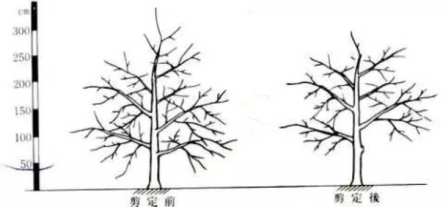 日本高品质的苹果树形——开心形的特点与整形方法