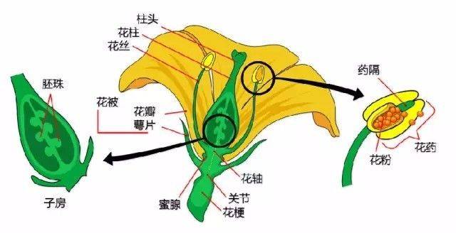 来源 / 林度(id:kmlindu) 如有侵权请联系小编删除 叶位 ▼ 花 子房
