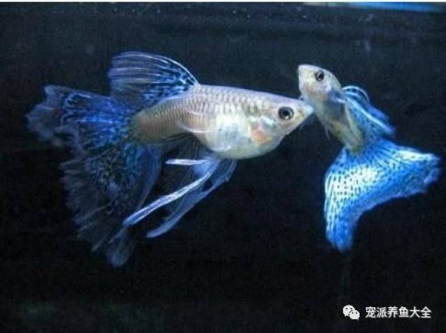 惊艳的真实小鱼图片 048148f069524899937d3db9d462c8bd.jpeg