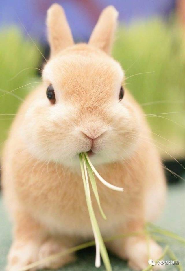 hay 草先生小麦草鲜种包 给兔子种一盆草吧!
